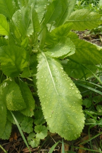 Costmary, an herb